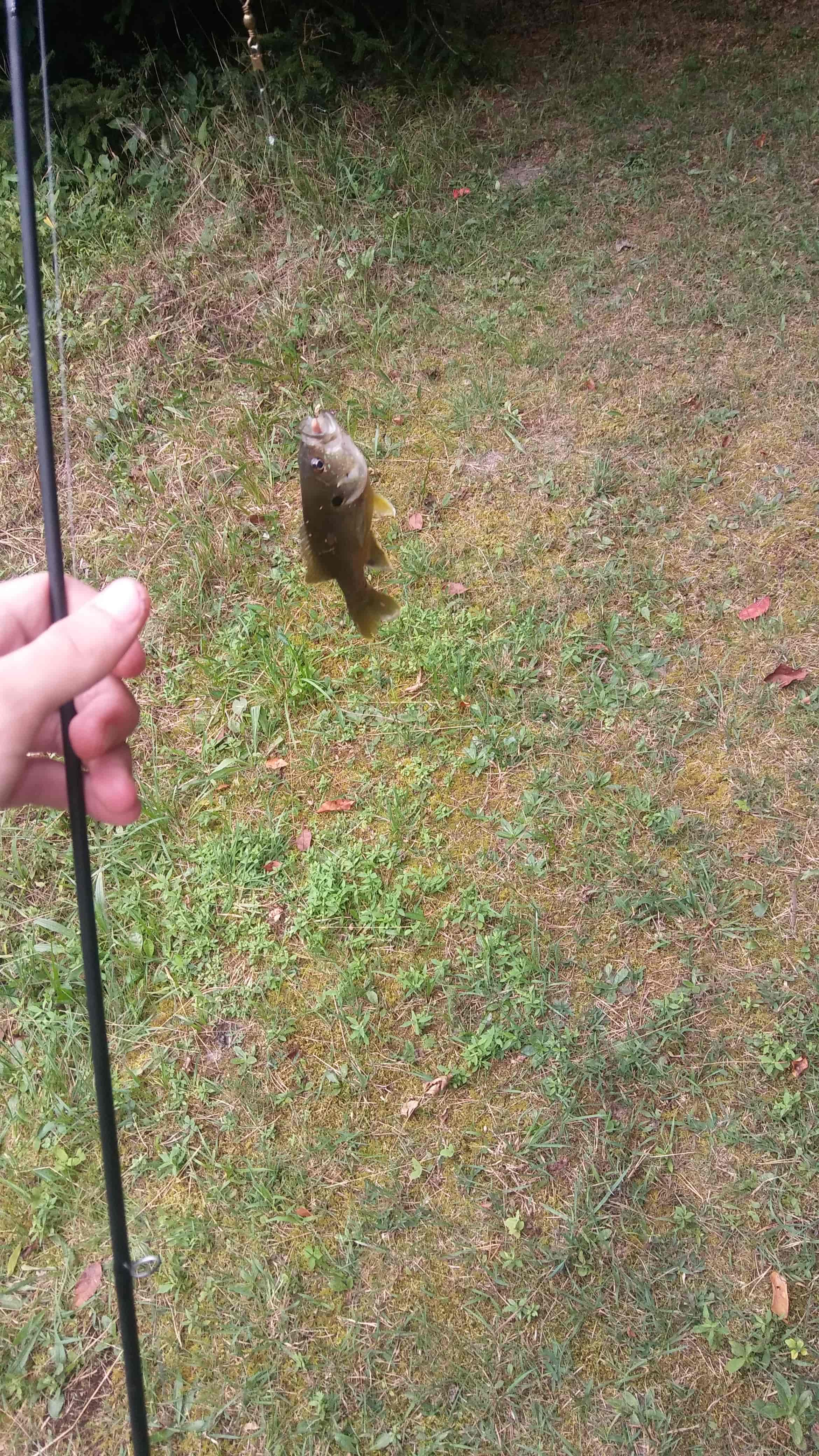 Fish on fishing line.