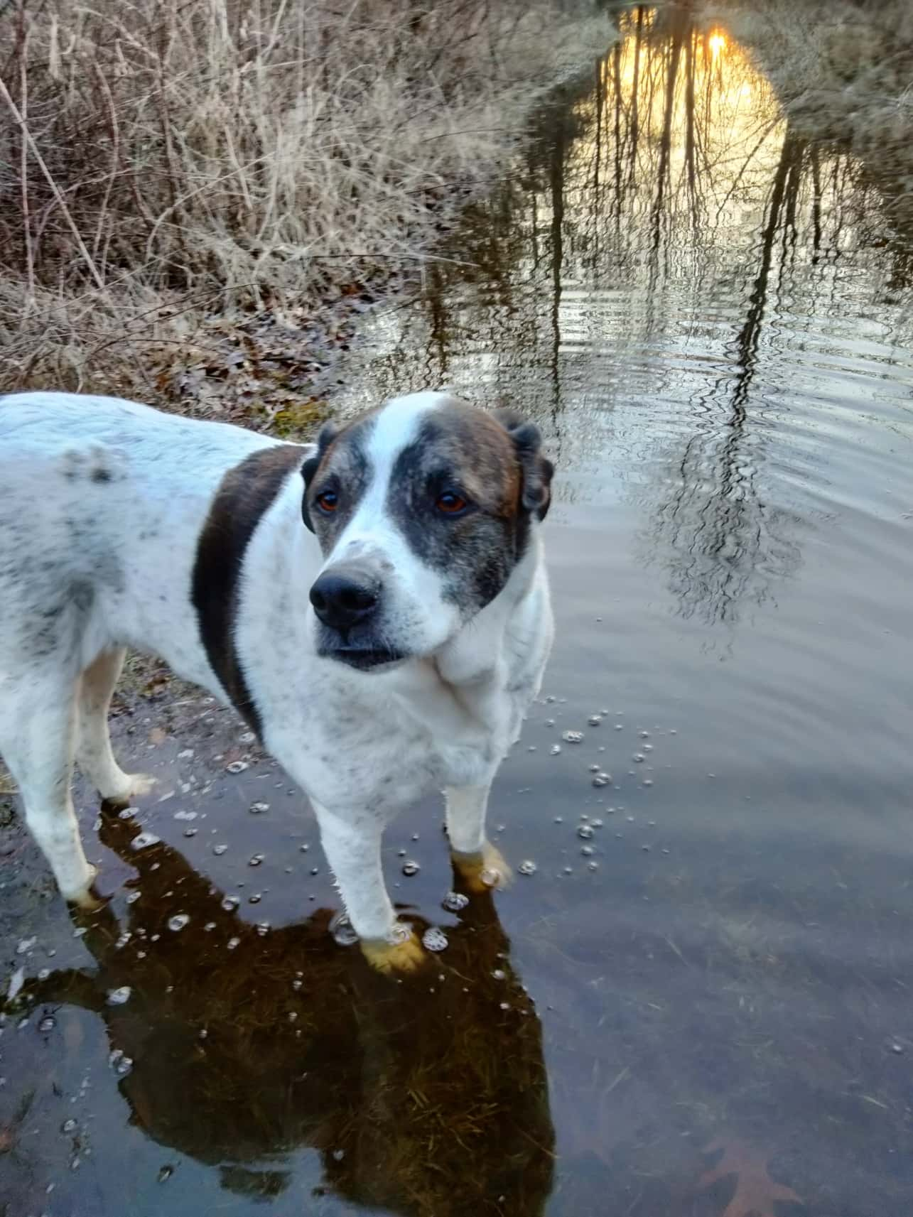 My dog standing in water.