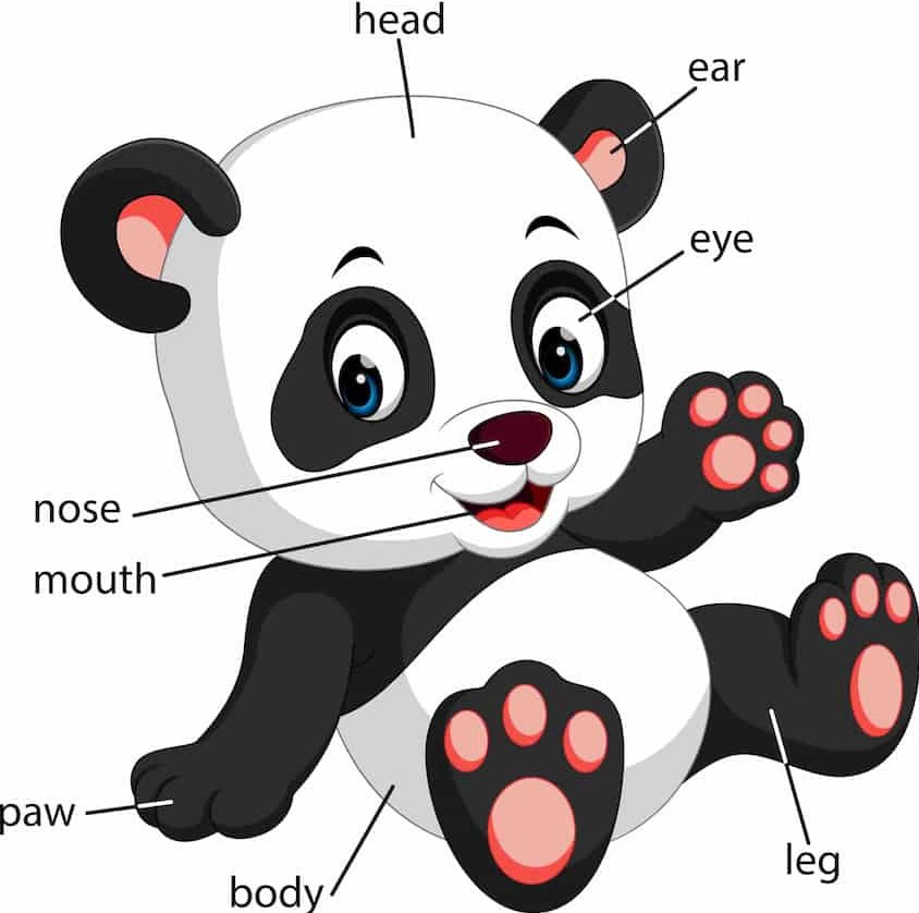 simple diagram of panda anatomy