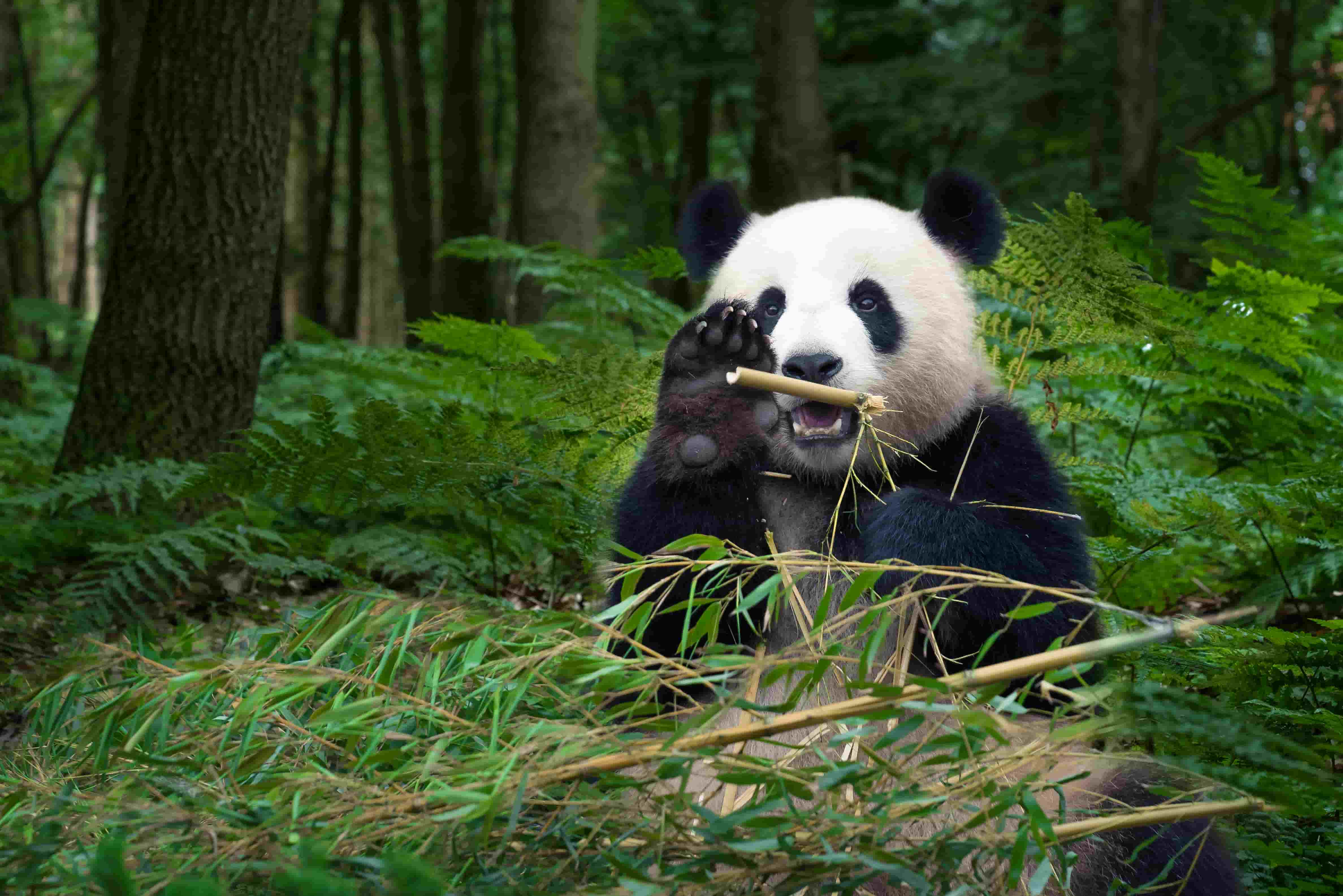 panda eating