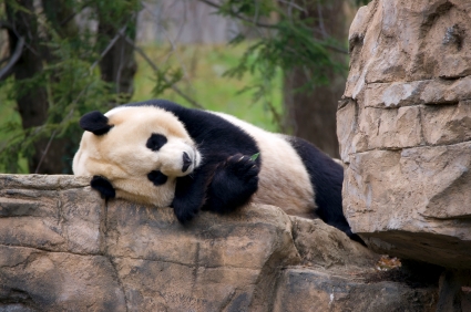 panda sleeping