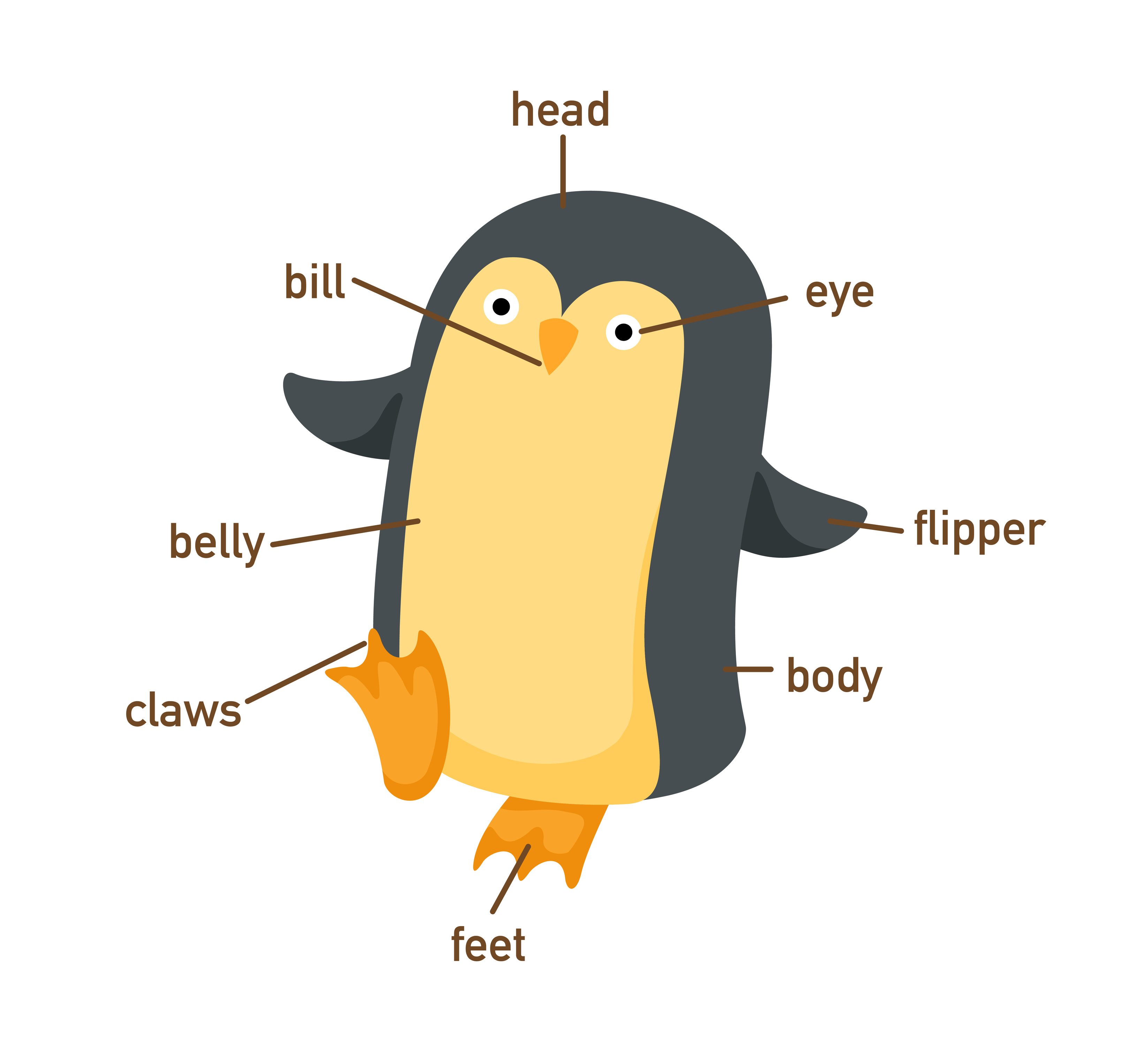 penguin_anatomy